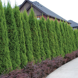 Thuja Occidentalis 'Smaragd' 60-80 cm [4kg/ pott] (3 foto / 4)