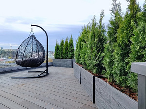 Thuja Occidentalis 'Smaragd' 60-80 cm [4kg/ pott] (4 foto / 4)