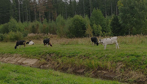 Lehmad / Коровы (8 фото из 9)
