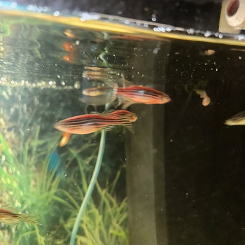 Danio rerio данио рерио