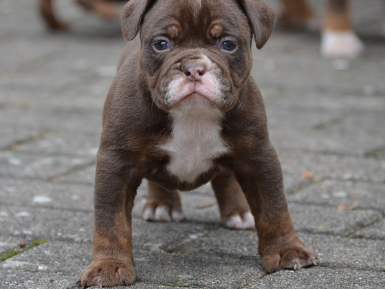Vana inglise buldog