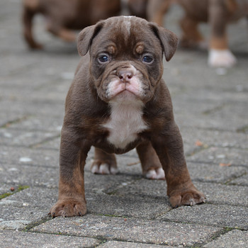 Vana inglise buldog