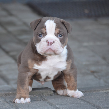 Vana inglise buldog