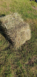 Hein (1 foto / 4)