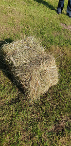 Hein (3 foto / 4)