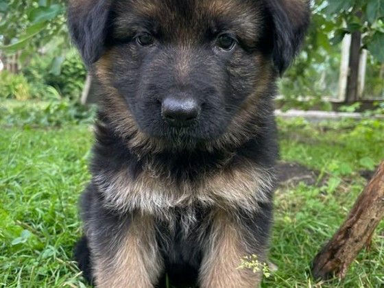 Vācu aitu suņa kucēni/ puppies of the German long-haired shepherd