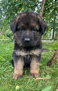 Vācu aitu suņa kucēni/ puppies of the German long-haired shepherd (1 foto no 10)