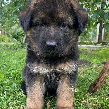 Vācu aitu suņa kucēni/ puppies of the German long-haired shepherd