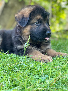 Vācu aitu suņa kucēni/ puppies of the German long-haired shepherd (2 foto no 10)