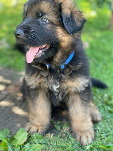 Vācu aitu suņa kucēni/ puppies of the German long-haired shepherd (3 foto no 10)