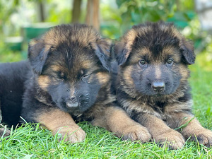 Vācu aitu suņa kucēni/ puppies of the German long-haired shepherd (4 foto no 10)