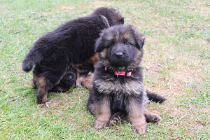 Vācu aitu suņa kucēni/ puppies of the German long-haired shepherd (5 foto no 10)