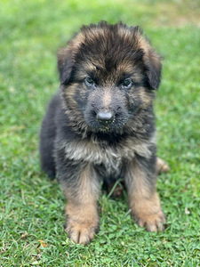 Vācu aitu suņa kucēni/ puppies of the German long-haired shepherd (6 foto no 10)