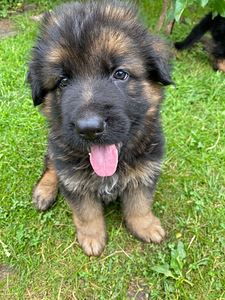 Vācu aitu suņa kucēni/ puppies of the German long-haired shepherd (7 foto no 10)