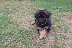 Vācu aitu suņa kucēni/ puppies of the German long-haired shepherd (8 foto no 10)