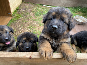 Vācu aitu suņa kucēni/ puppies of the German long-haired shepherd (9 foto no 10)