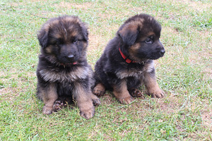 Vācu aitu suņa kucēni/ puppies of the German long-haired shepherd (10 foto no 10)