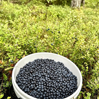 Лесная черника/Mustika