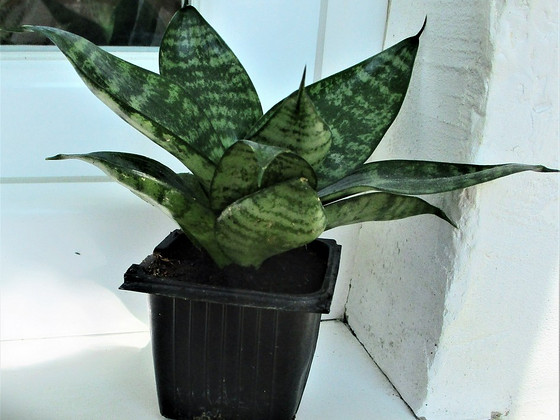 HAVISABA HAHNI Sansevieria hahnii
