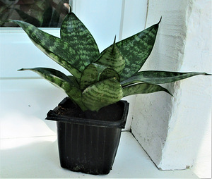 HAVISABA HAHNI Sansevieria hahnii (1 foto / 5)