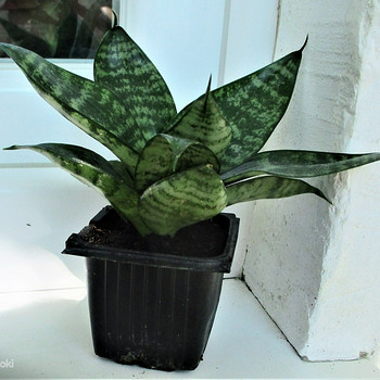 HAVISABA HAHNI Sansevieria hahnii