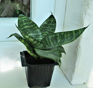 HAVISABA HAHNI Sansevieria hahnii (2 foto / 5)