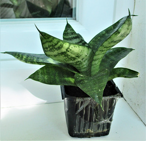 HAVISABA HAHNI Sansevieria hahnii (3 foto / 5)
