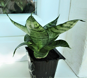 HAVISABA HAHNI Sansevieria hahnii (4 foto / 5)