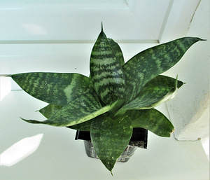 HAVISABA HAHNI Sansevieria hahnii (5 foto / 5)
