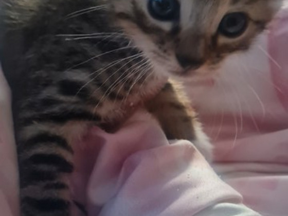 Toyger