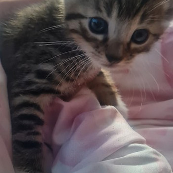 Toyger
