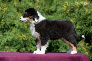 Australian shepherd puppies / Australijos aviganiai (1 nuotrauka iš 10)