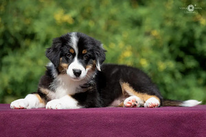 Australian shepherd puppies / Australijos aviganiai (2 nuotrauka iš 10)