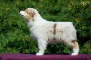 Australian shepherd puppies / Australijos aviganiai (3 nuotrauka iš 10)