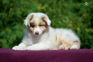 Australian shepherd puppies / Australijos aviganiai (4 nuotrauka iš 10)