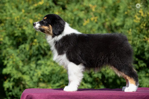 Australian shepherd puppies / Australijos aviganiai (5 nuotrauka iš 10)