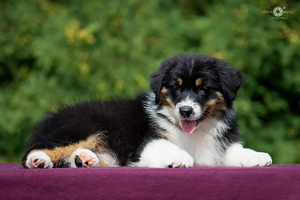 Australian shepherd puppies / Australijos aviganiai (6 nuotrauka iš 10)