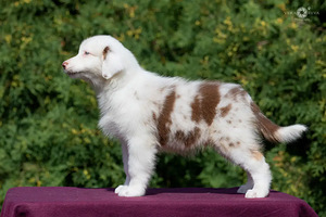 Australian shepherd puppies / Australijos aviganiai (7 nuotrauka iš 10)