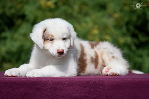 Australian shepherd puppies / Australijos aviganiai (8 nuotrauka iš 10)