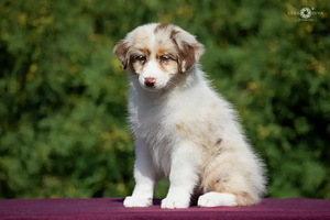 Australian shepherd puppies / Australijos aviganiai (9 nuotrauka iš 10)