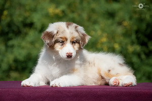 Australian shepherd puppies / Australijos aviganiai (10 nuotrauka iš 10)