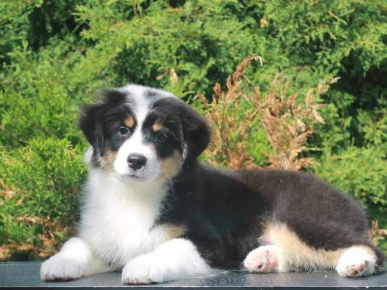 Australian Shepherd puppies / Australianpaimenkoira