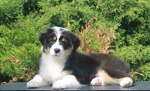 Australian Shepherd puppies / Australianpaimenkoira (1 valokuva sivusta 5)