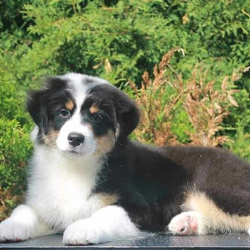 Australian Shepherd puppies / Australianpaimenkoira