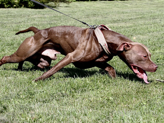 Paaritamiseks soovitan isase pitbull terjeri pitbulli