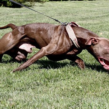 Paaritamiseks soovitan isase pitbull terjeri pitbulli