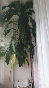 Дерево юкка. yucca puu (1 фото из 2)