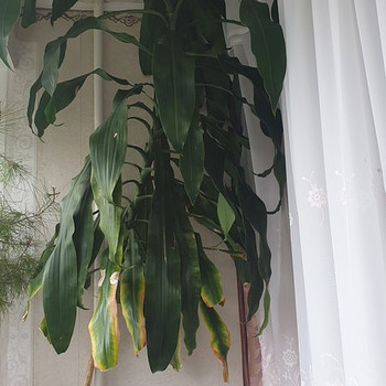 Дерево юкка. yucca puu