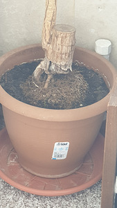 Дерево юкка. yucca puu (2 фото из 2)