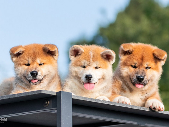 Akita Inu kucēni